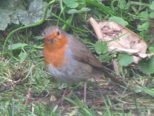 Rouge-gorge