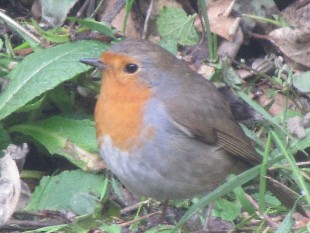 Rouge-gorge