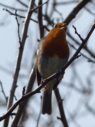 Rouge-Gorge