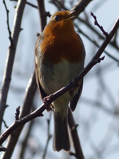 Rouge-Gorge