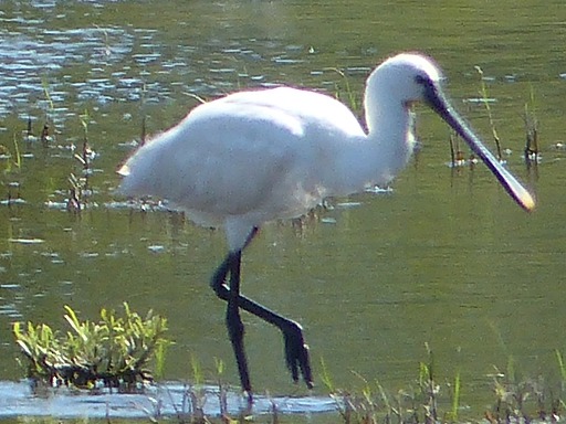 Spatule blanche