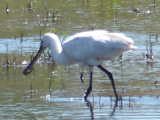 Spatule blanche