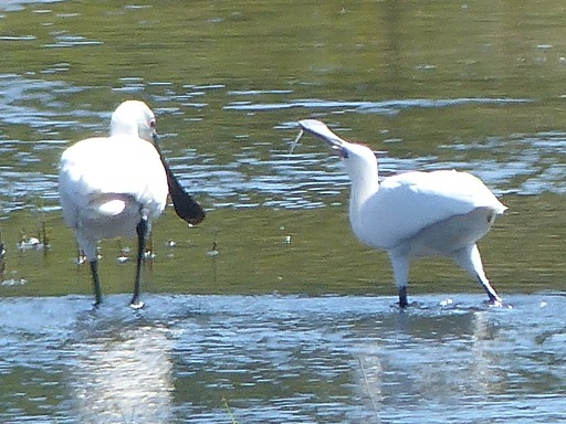 Spatules blanches