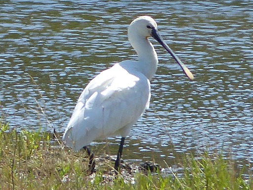 Spatule blanche