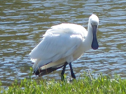 Spatule blanche