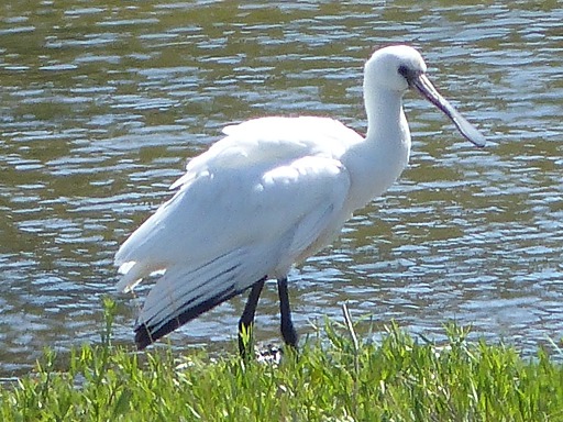 Spatule blanche