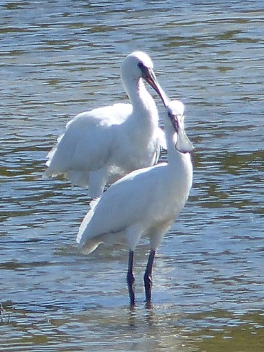 Spatules blanches