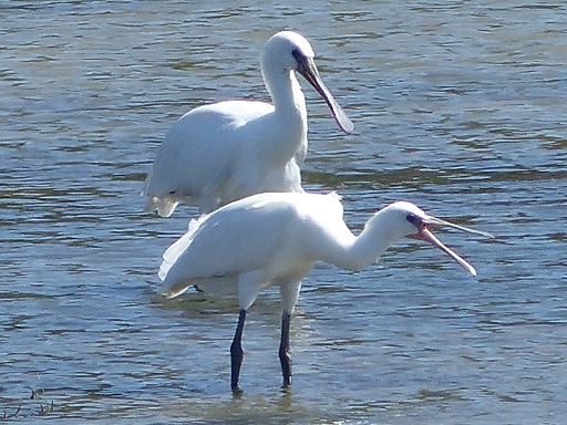 Spatules blanches