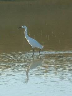 aigrette