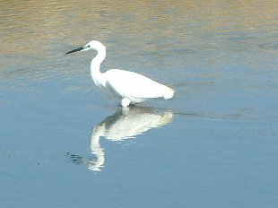 aigrette Garzette