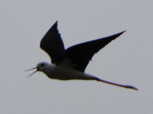 échasse blanche