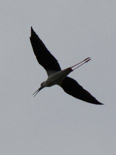 echasse blanche