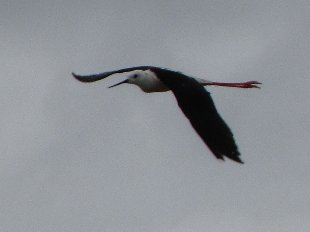 echasse blanche