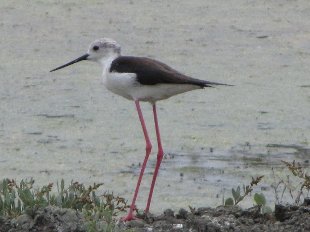 échasse blanche