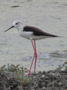 échasse blanche
