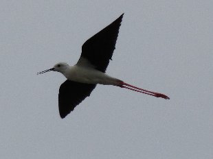 echasse blanche