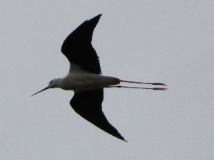 echasse blanche