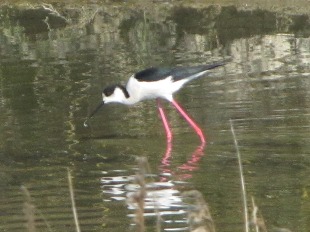 echasse blanche