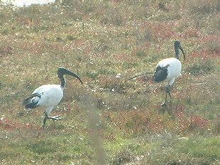 Ibis sacré