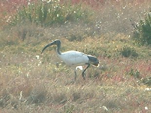 ibis