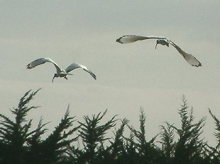 ibis sacrés