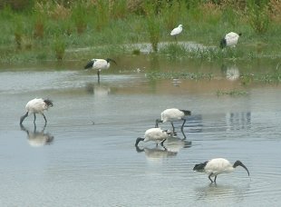 Ibis sacrés