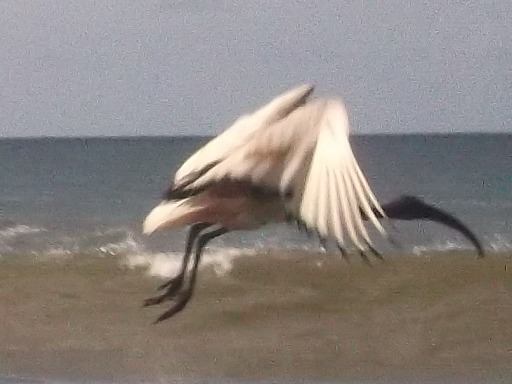 Ibis sacré en vol