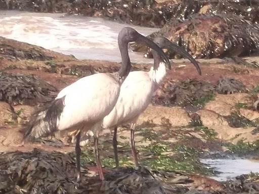 Ibis sacré