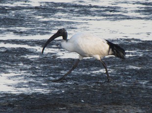 Ibis sacrés