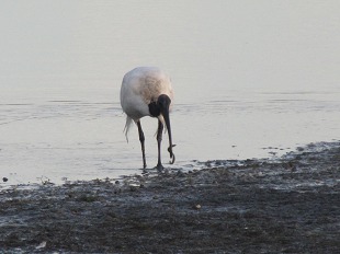 Ibis sacré