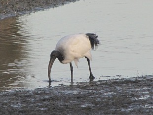 Ibis sacré