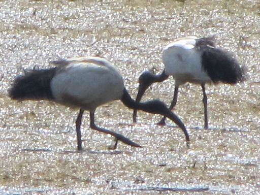 Ibis sacrés
