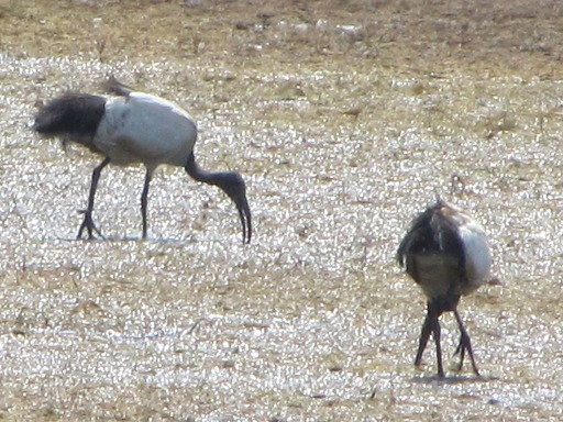 Ibis sacré