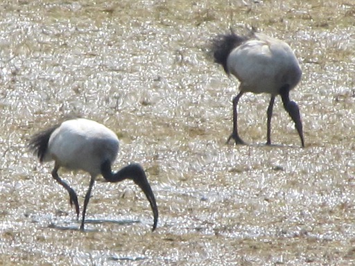 Ibis sacré