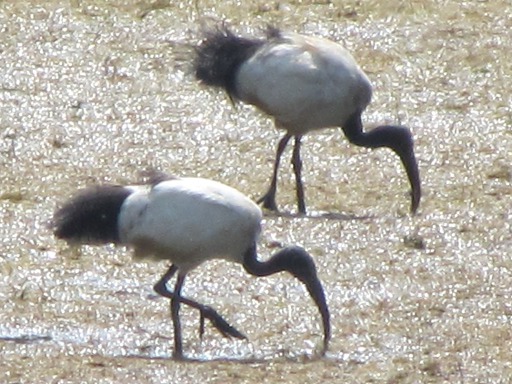 Ibis sacrés