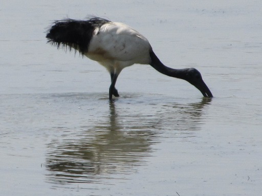 Ibis sacré