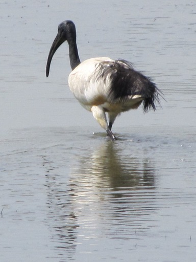 Ibis sacré