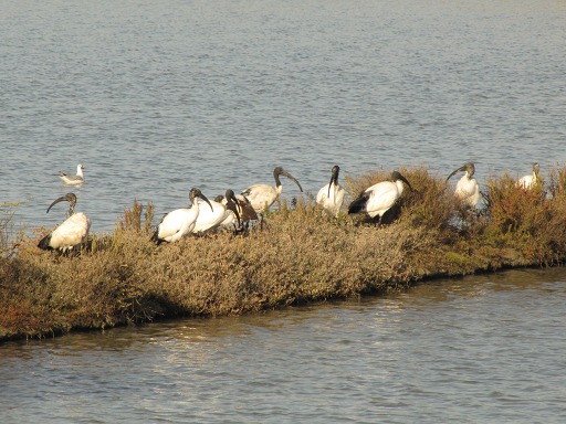 Ibis sacrés