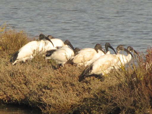 Ibis sacrés