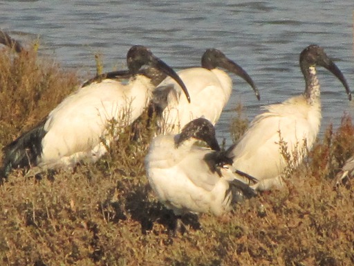 Ibis sacrés