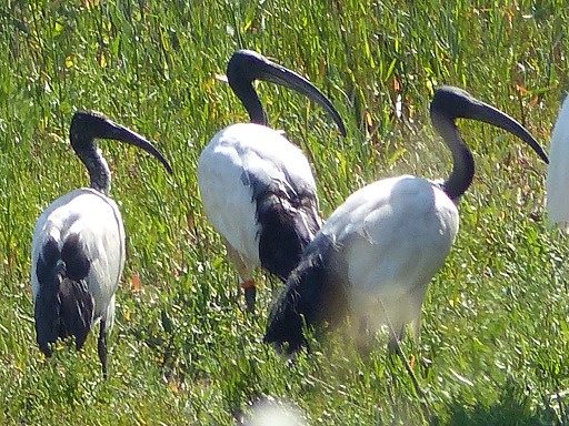 Ibis sacré