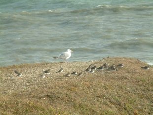 Oiseaux du Bord de Mer
