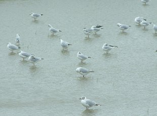 Mouettes mélanocéphales