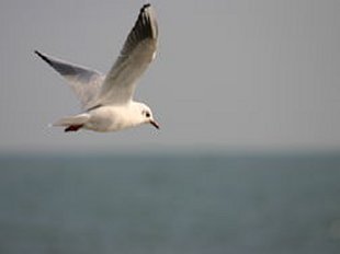 Mouette mélanocéphale en vol