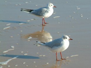 Mouettes mélanocéphales