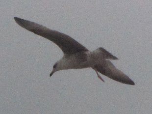 mouette en vol