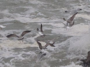 mouettes dans les vagues