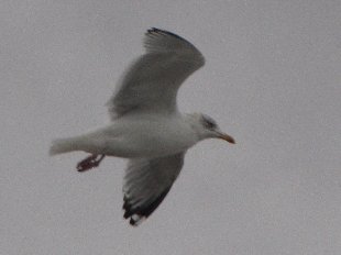 mouette en vol