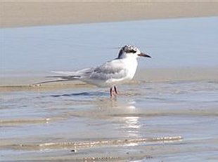 mouette