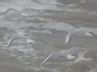mouettes dans les vagues